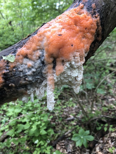 deer vomit