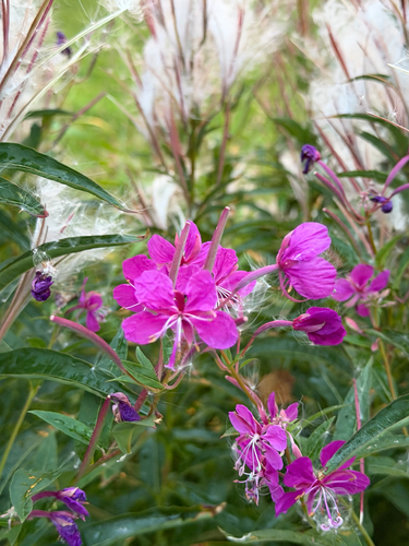 fireweed