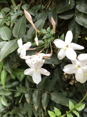 Jasminum polyanthum