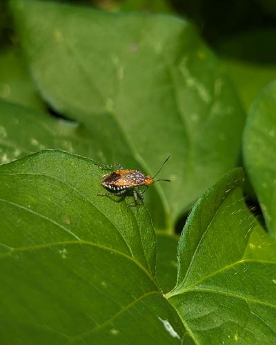 Hibiscus Scentless Plant Bug
