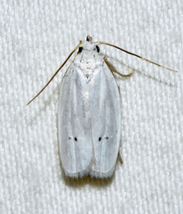 Antaeotricha albulella