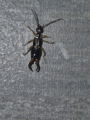 European Earwig