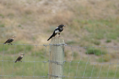 Black-billed Magpie