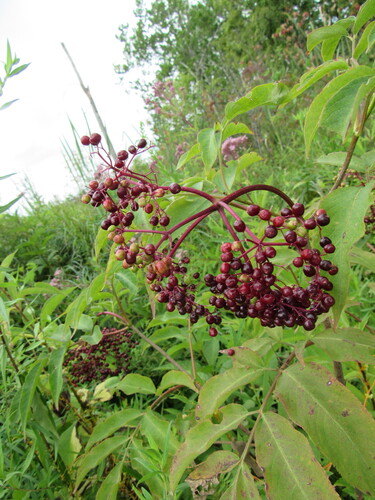 American black elderberry