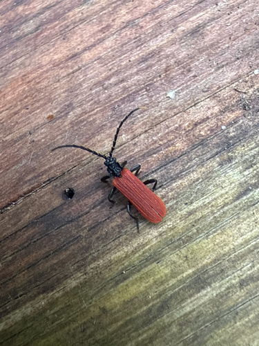 Platycis minutus