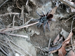 Dugesiella anitahoffmannae