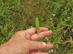 Phalaris caroliniana
