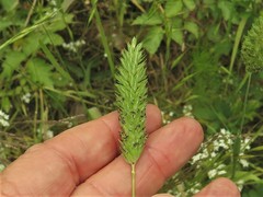 Phalaris caroliniana