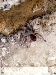 Dugesiella anitahoffmannae