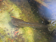 Lithobates berlandieri