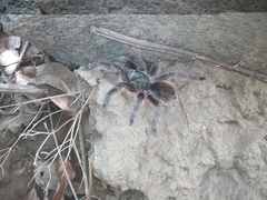 Dugesiella anitahoffmannae