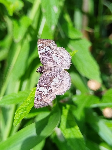 Glassy-winged Skipper