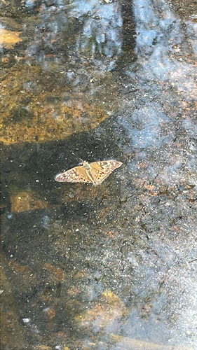 Hackberry Emperor
