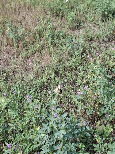 Old World Swallowtail