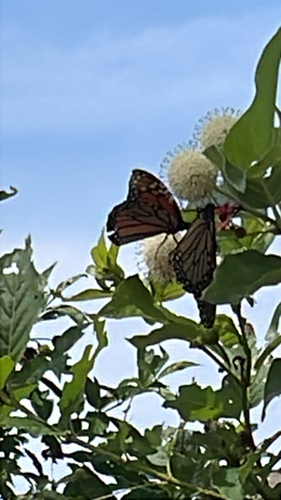 Monarch