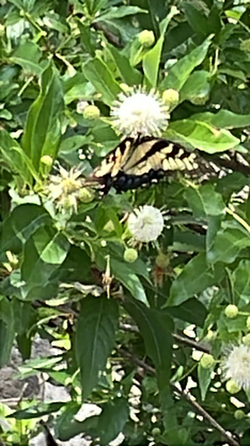 Eastern Tiger Swallowtail