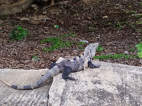 Black Spiny-tailed Iguana