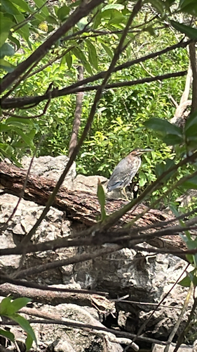 Green Heron