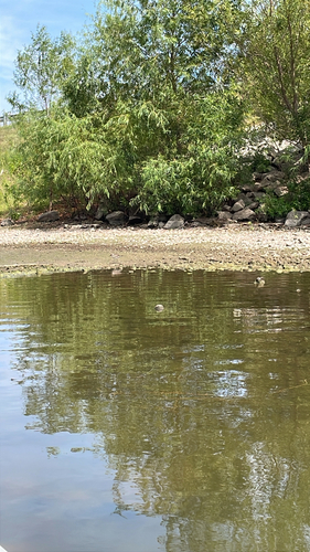 North American Killdeer
