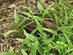 Platanthera flava flava