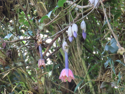 Passiflora cumbalensis