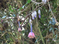Passiflora cumbalensis