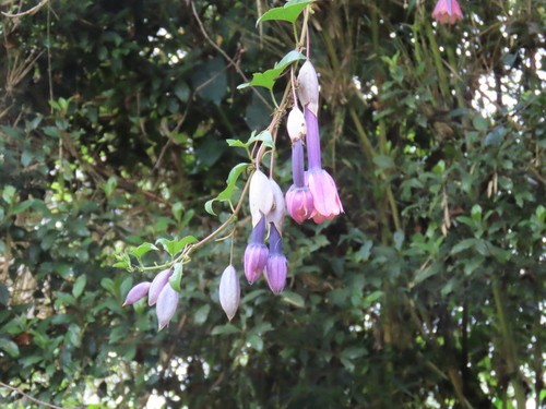 Passiflora cumbalensis, photograph 1