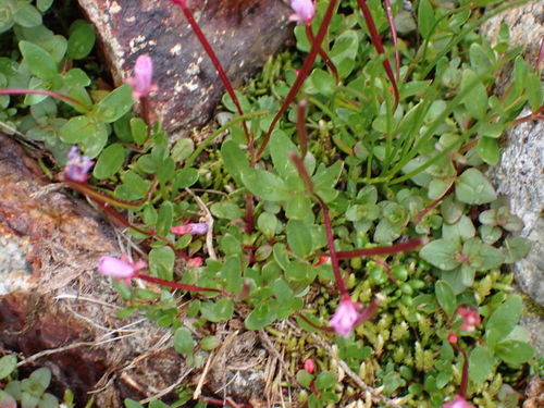 Epilobium anagallidifolium