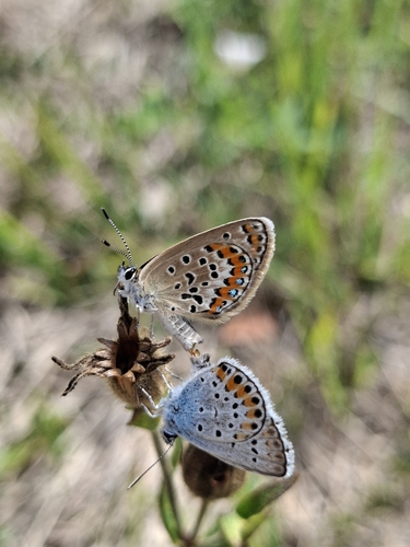 Silver-studded Blue