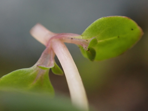 Epilobium anagallidifolium, photograph 1