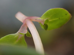 Epilobium anagallidifolium, photograph author not stated, no rights reserved