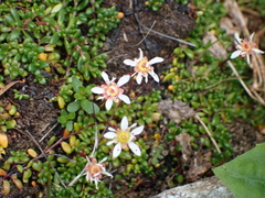 Micranthes tolmiei, photograph author not stated, no rights reserved