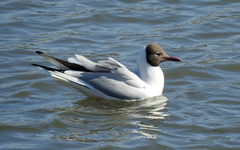 Chroicocephalus ridibundus