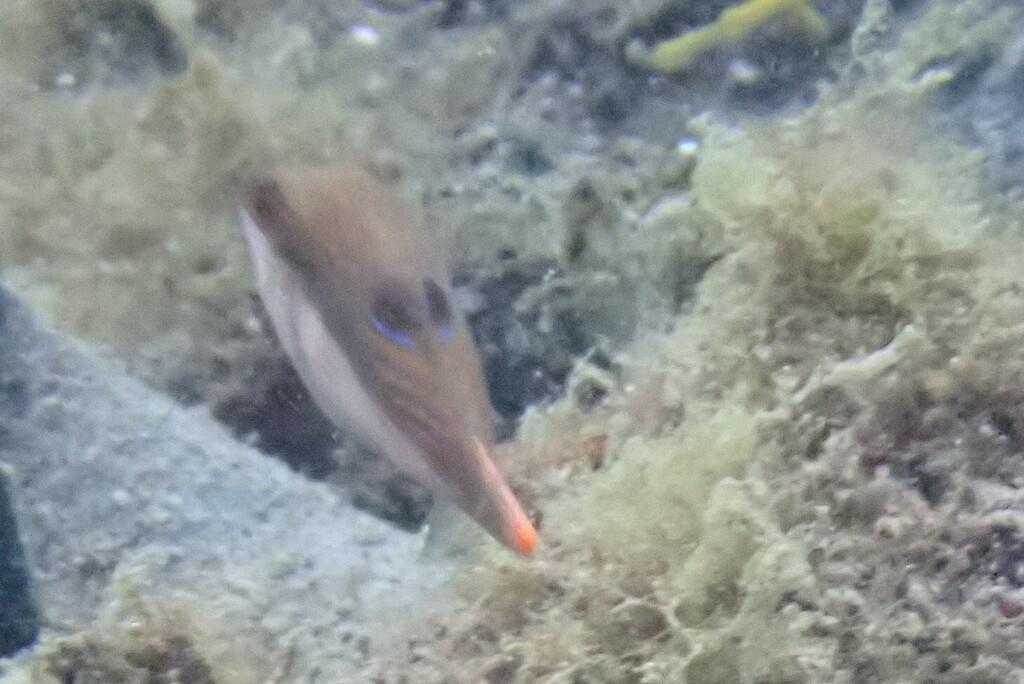 Bennett's sharpnose puffer