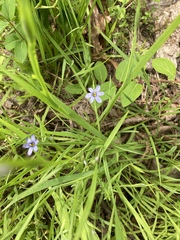 Sisyrinchium albidum