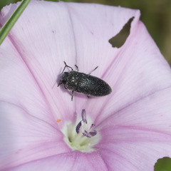 Acmaeodera brevipes