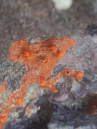 Tedania ignis observed 2026-08-28