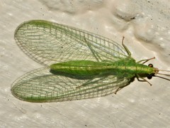 Chrysoperla carnea