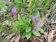 Primula fassettii