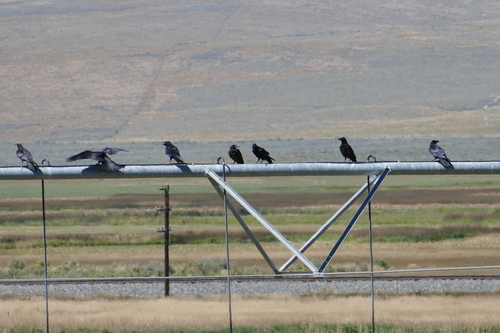 Common Raven