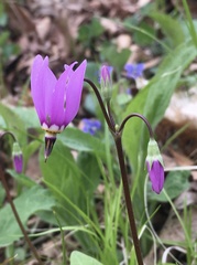 Primula fassettii