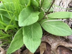 Primula fassettii