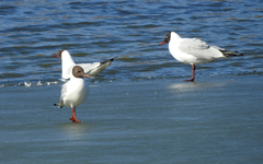 Chroicocephalus ridibundus