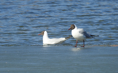 Chroicocephalus ridibundus