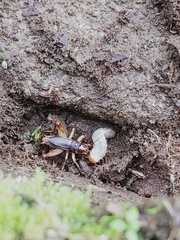 Insecta
