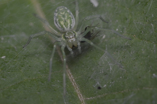 Green Meshweaver
