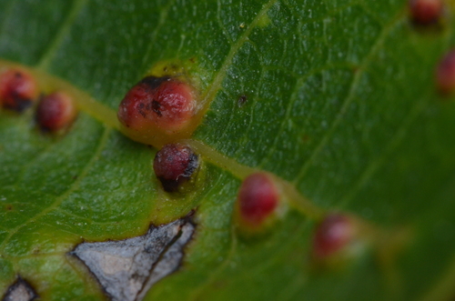 walnut leaf gall mite
