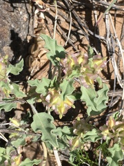 Acleisanthes diffusa
