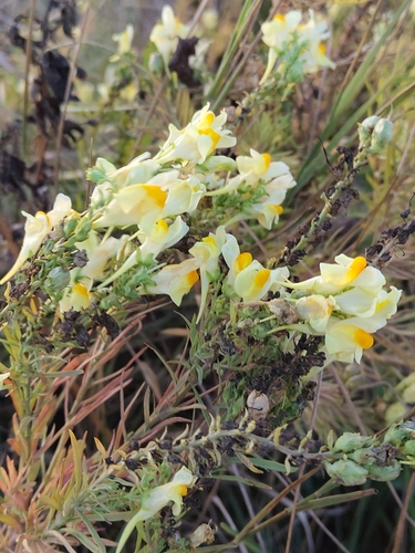 common toadflax