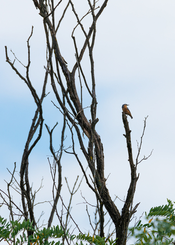 Eurasian Nuthatch